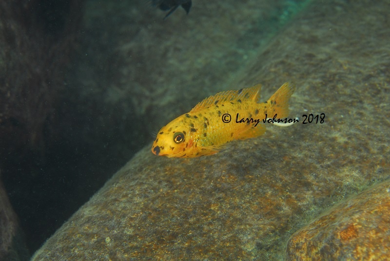 Labeotropheus trewavasae 'Mitande Reef (Rocks)'